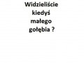 Mały gołąb...