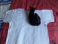 My sport T-shirt is alive
