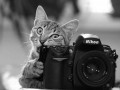 Kotek i Nikon
