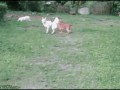 Psi fail