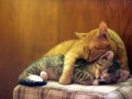 Love cats