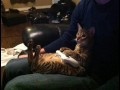 Player cat
