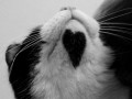 Love cat