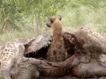 Hiena i martwa żyrafa