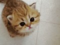 Miau