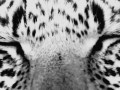 Eyes
