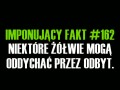 Żółwie są słodkie