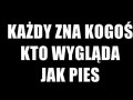 Wygląda jak pies...