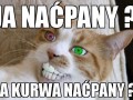Naćpany koteczek