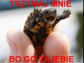 Zółw fighter