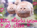 Koty miłości
