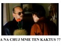 Kaktus