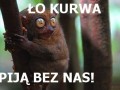 Piją bez nas!