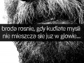 Broda