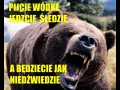 Wódka śledzie niedźwiedzie