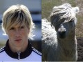Nando vs Lama
