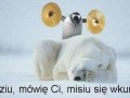 Misiu sie wkurwi!