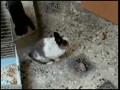 Doigrał się!