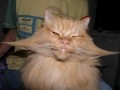 Like a boss