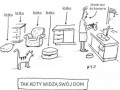 Tak koty widzą swój dom