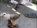 What the Duck