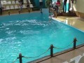 Mordobicie w oceanarium
