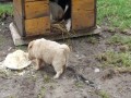 Malutki piesek i jedzenie vs kaczki