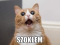 Szokłem!
