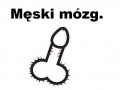Męski mózg