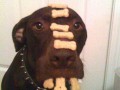 Scooby snacks