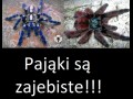 Pająki
