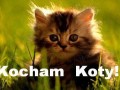 Kocham koty