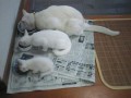 3 pokolenia