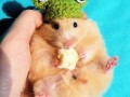 Chomik