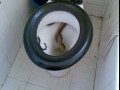 Mała niespodzianka w WC