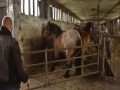 O koniu, który chciał skakać przez płotki