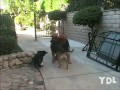 Dogs fail compilation 2011