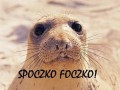 Spoczko foczko