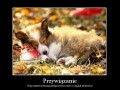 Przywiązanie