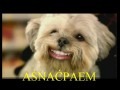 Aśnaćpaem