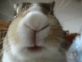 Om nom nom nom