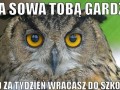 Ta sowa tobą gardzi