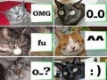 Facecat
