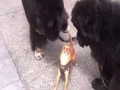 Dramatic Chihuahua