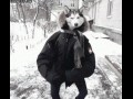 Dancing wolf