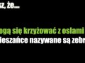 Zebry