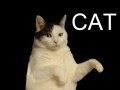 Dancing Kitty cat