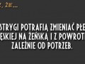 Ostrygi potrafią zmieniać płeć