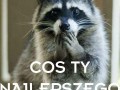 Coś ty zrobił!