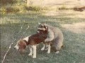 Worlds worst hunting dog